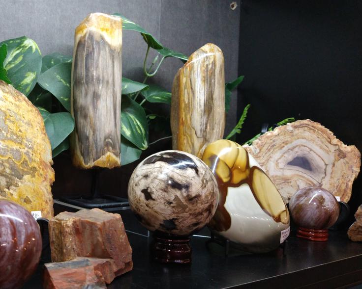 Shelf of polished fossils