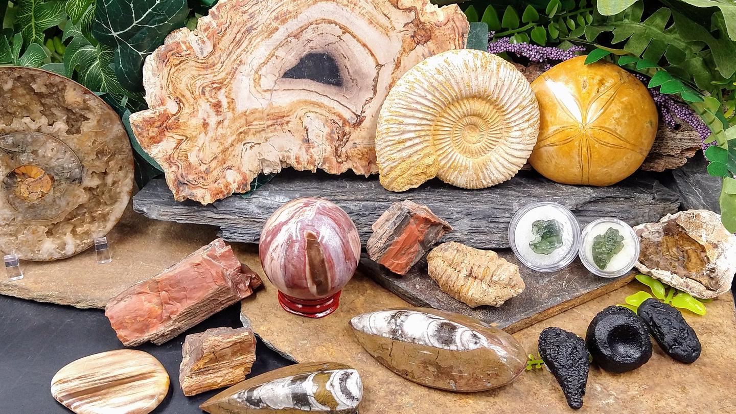 Collection of fossils and meteorites, including polished Orthoceras, Ammonite, petrified wood, tektite, and Moldavite