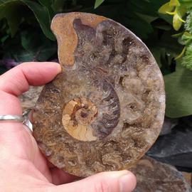 Ammonite Fossil