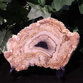 Petrified Wood