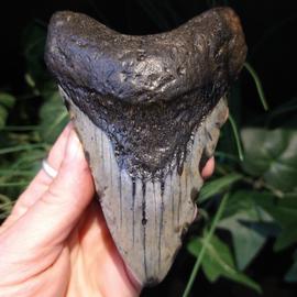 Fossilized Shark Tooth